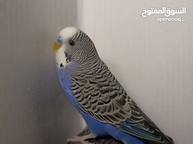 دكر سبلت دبل بلاك