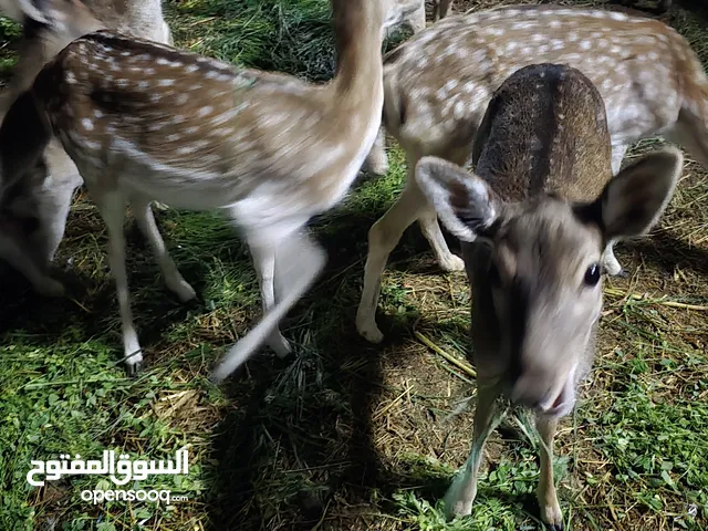 مجموعة غزلان للبيع نوع فلودير