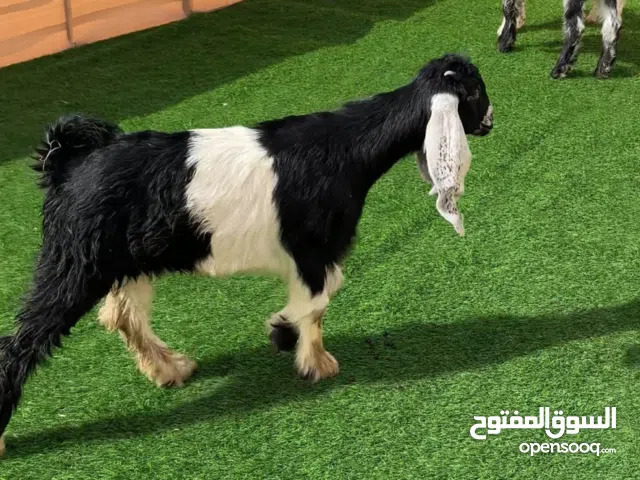 معزا عوارض وهولنديات