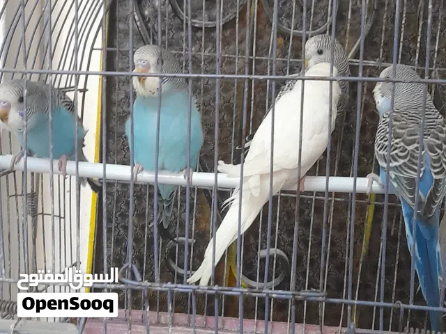 ست فراخ حب اليفات البيع