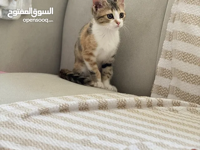 قطه في عمر الشهرين ونص انثي نوعهاا مكس