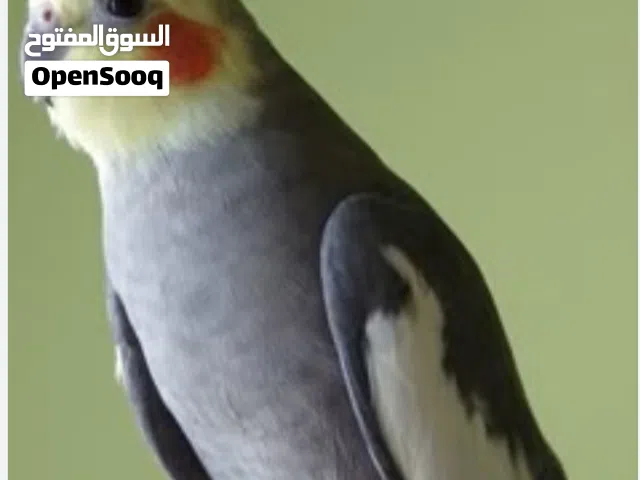 مطلوب  ازواج كوكتيل و روز و فيشر و بادجي