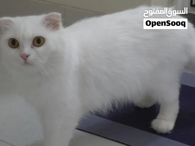 قطة انثى نوع سكوتش فولد عمرها سنة مع كرت تطعيم نظيفة وحنونة بصحة ممتازة