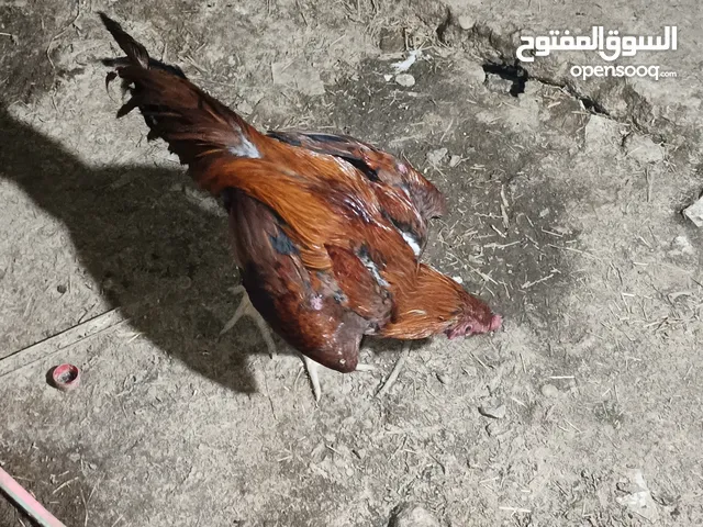 ديج هندي صغير لونه نعناعي ملقح وحلو للبيع