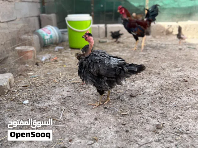 دجاج عرب مال بيت  صلوات كلش نضيف ابي الخصيب العوجه