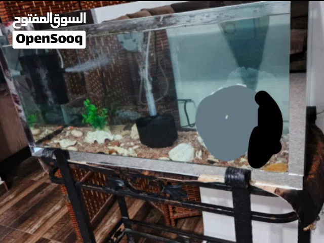 اسماك جولد فيش مع حوض سمك للبيع