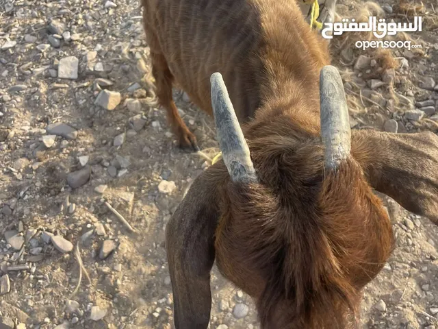 شاتين مال لبن قابل للتفاوض
