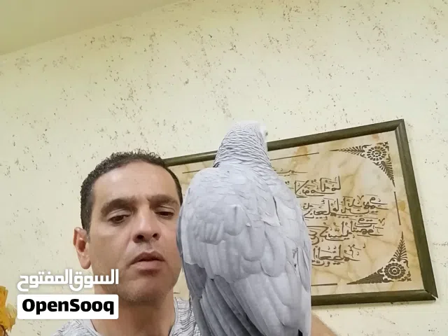 ببغاء كاسكو مزرعة حجل فضي متكلم بحدود 30كلمه