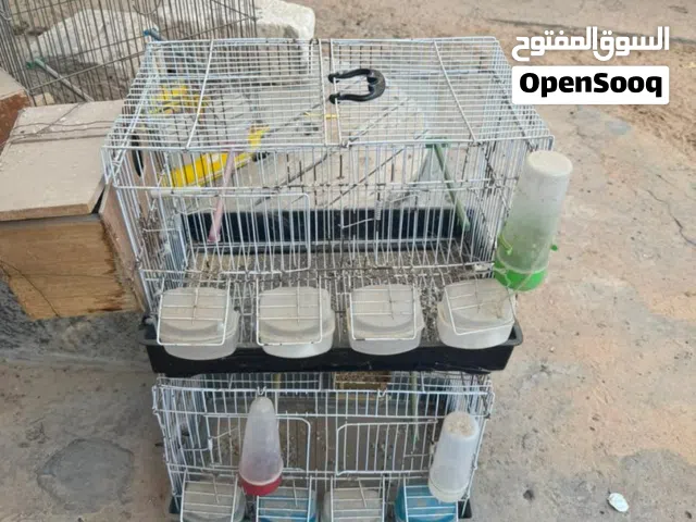 3قفاص حضان للبيع