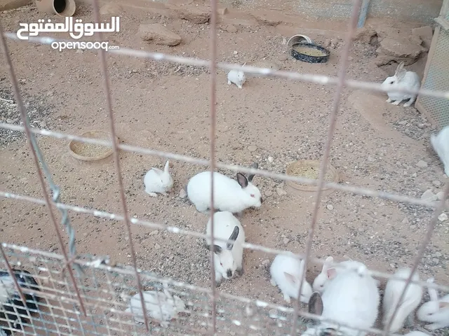 أرانب فرنسي للبيع اعمار مختلفة