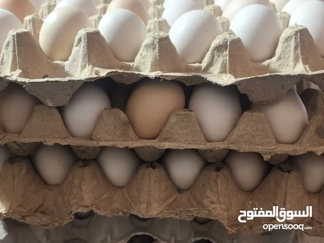 بيض عربي للبيع  30