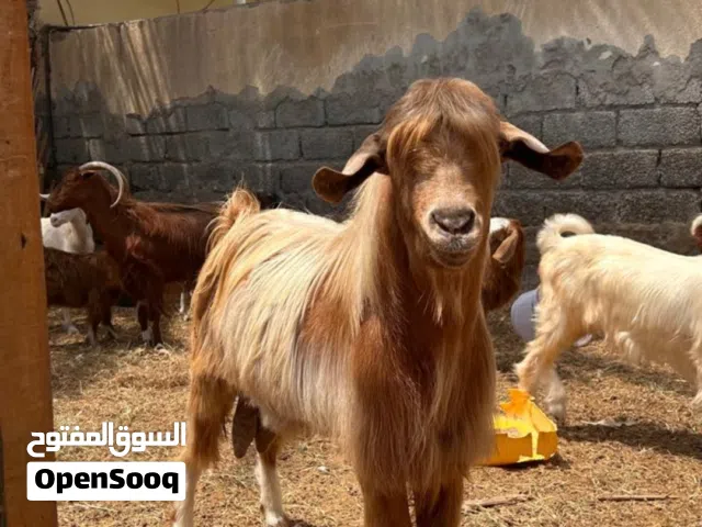 شاة بكر اول ولدة تحتها صخلة