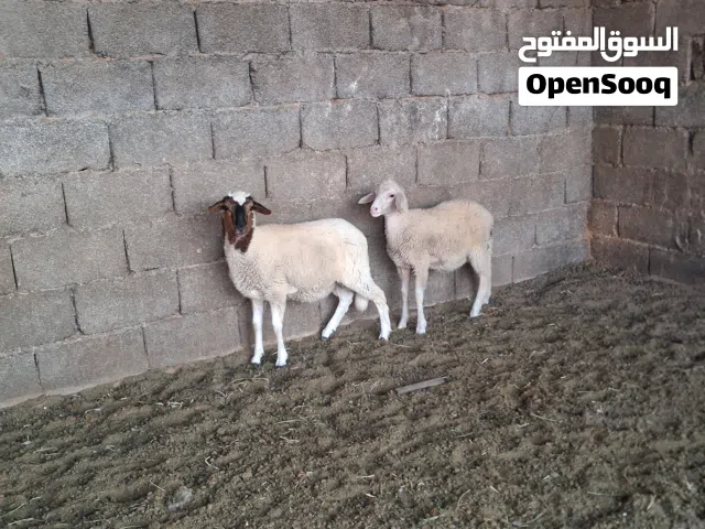 سلالة الدمان المغربيه
