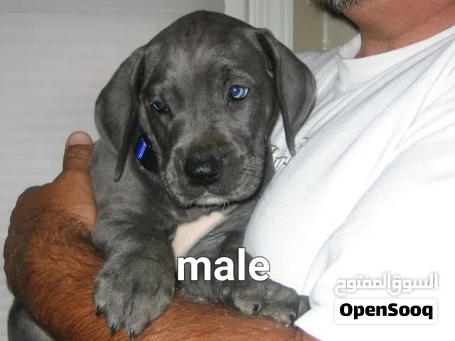 جريت دان Great dane puppi