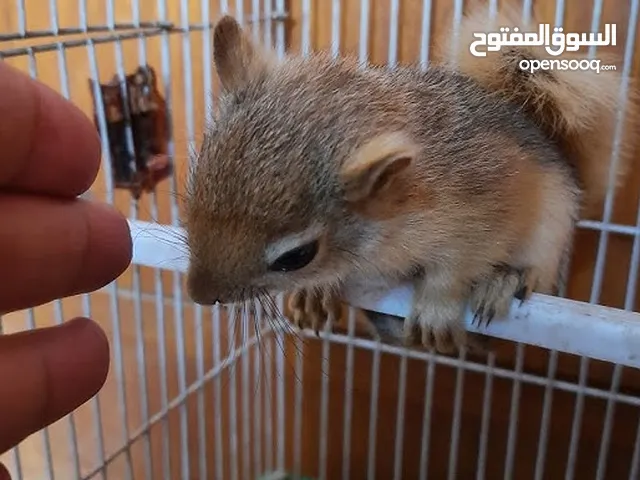 ذكر وانثىSquirrels