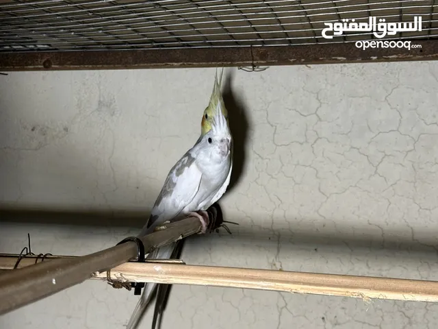 للبيع زوج كوكتيل منتجات سبب البيع عدم التفرغ لهم مافيهم أمراض ولاشي تعال و شوفهم الوصف مهم