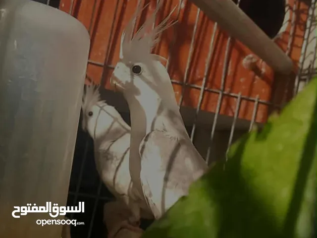 جوز كوكتيل للبيع