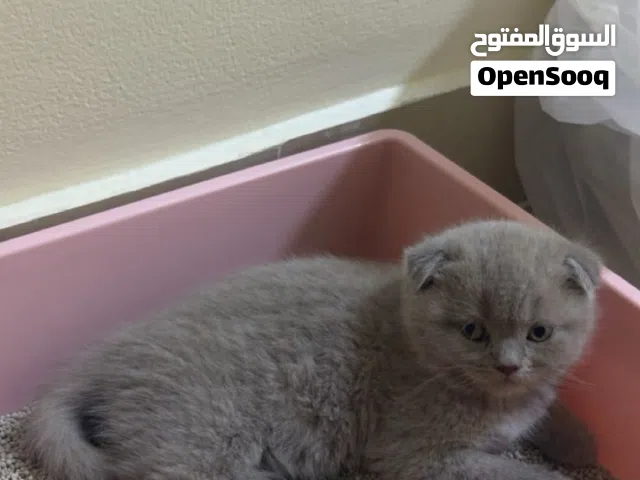 للبيع كتن سكوتش فولد شهر ونص مع جميع مستلزماتها