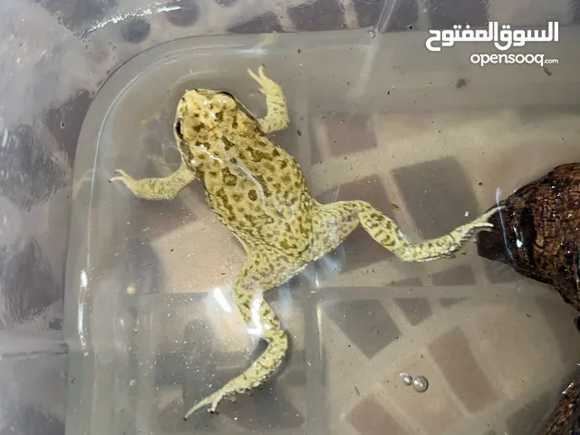 ضفادع River frog