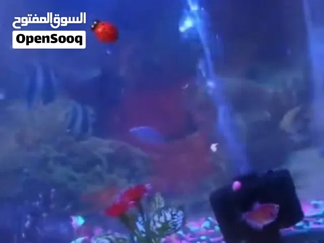 حوض سمك مع كافه الملحقات و15سمكه حجر مسطره اوكسجين هيتر ماطور اوكسجين اناره ملونه شغل يد حطاطه فول