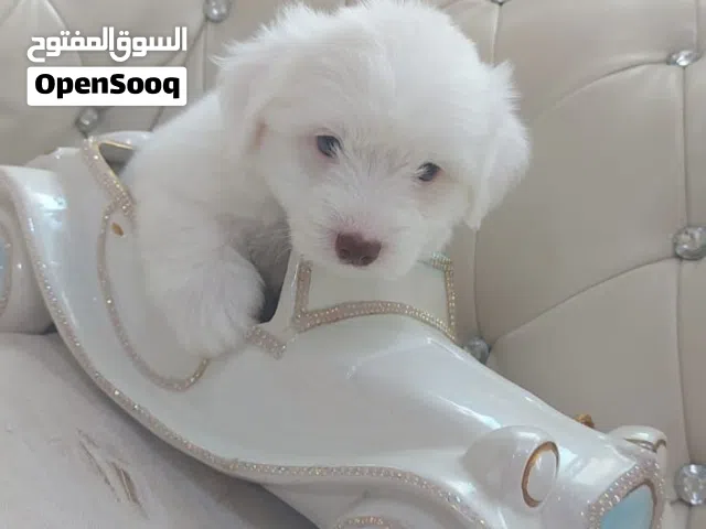 مالتيز Maltese puppy