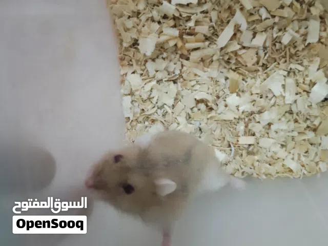 متاح هامستر  سوري وروسي