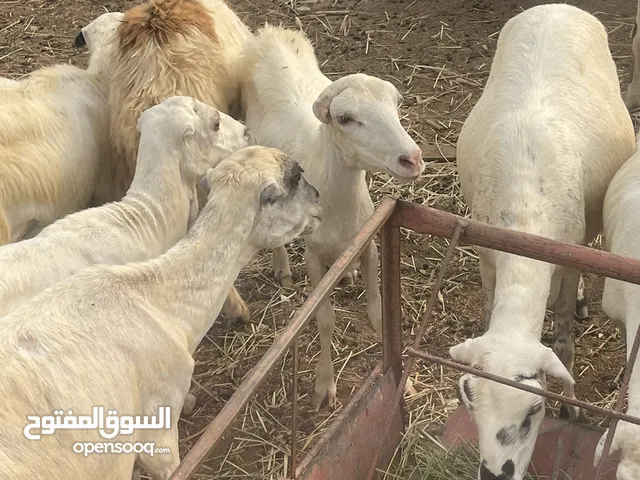 ضان للبيع العدد 19 شرط دوار
