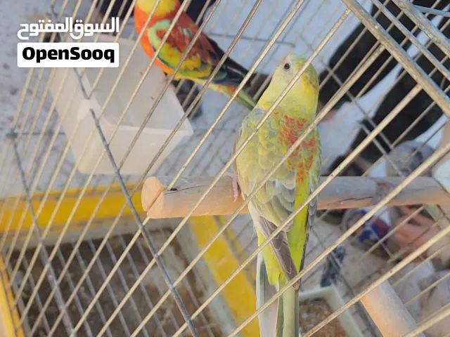السلام عليكم حاجة الله يبارك مش كل يوم تلقاها