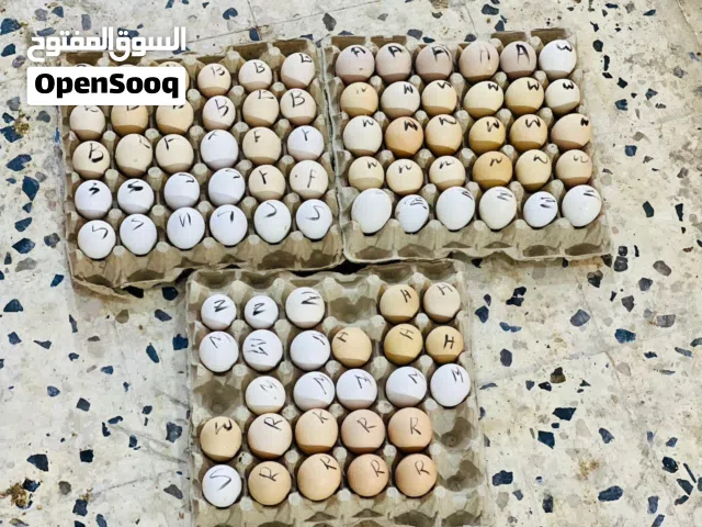 يوجد بيض للبيع
