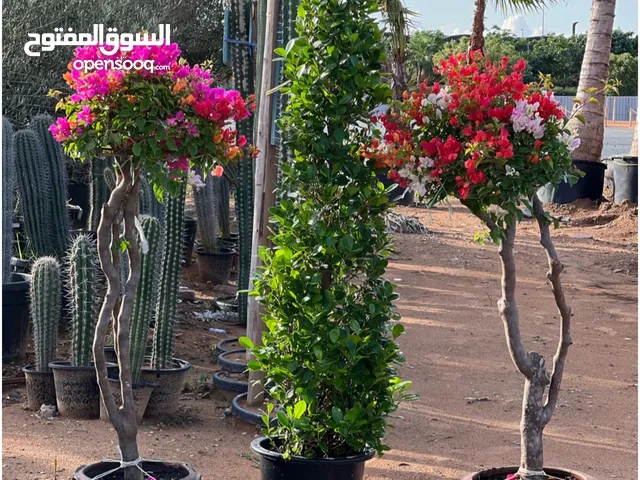 Indoor and outdoor plants with free delivery