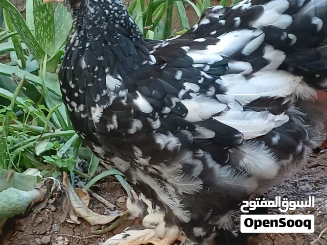 براهمي بلاك مولتد بزره مستورد مستوى عالي