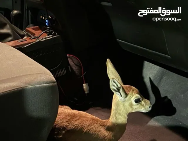 غزال الدماني ذكر عمره حول الشهر