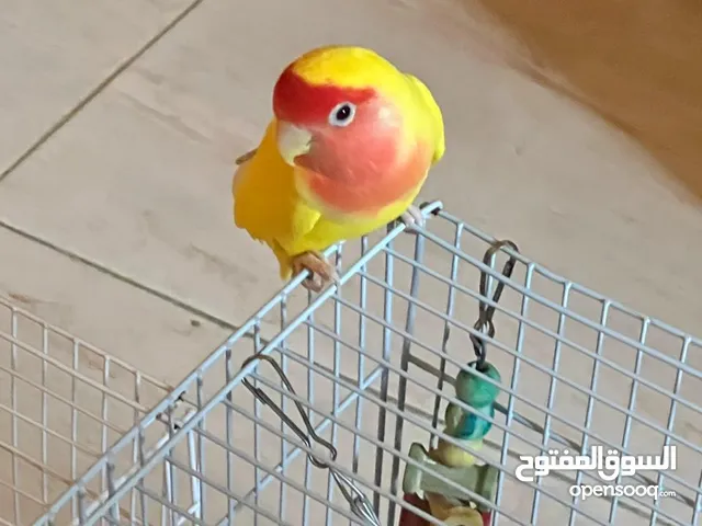طائر روز للبيع