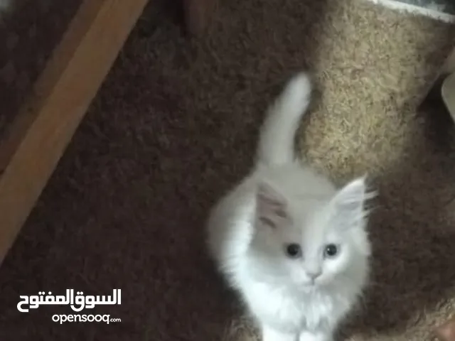 قطة شيرازي