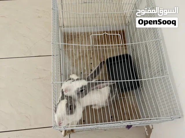 ارانب فرنسيه عمرهم 6 اشهر