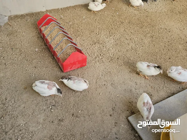 سمان صيني ( السمان الملكي) (Royal Quail)—