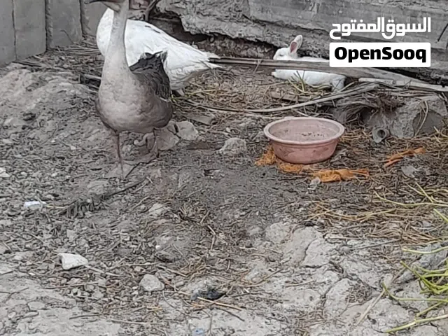 بطوط امايات كبار جاهزات للتبييض اقرا الوصف مهم