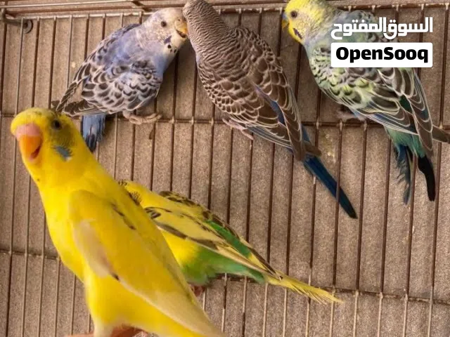 4 انتي و 2 دكور