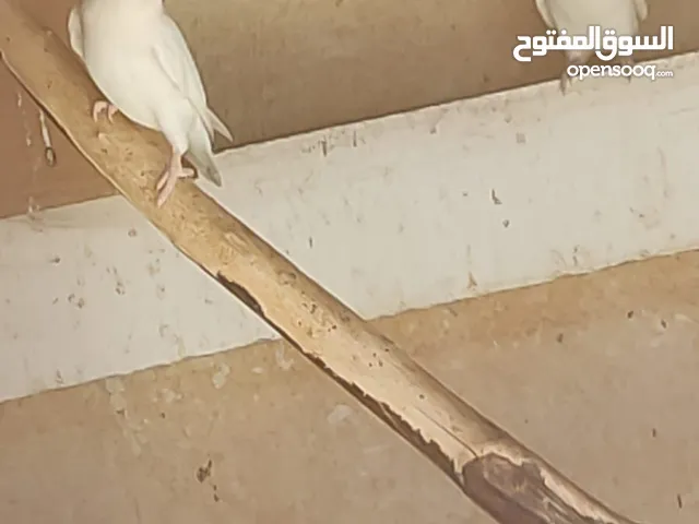 ذكور الروز البينو للبيع أو بدل على اناثي البينو صافي