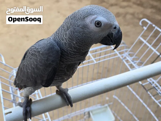 ببغاء زنجباري