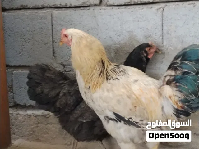 ديج ودجاجه كلش حلوات