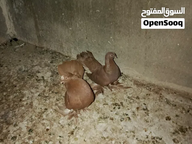 حمام للبيع