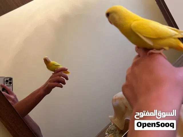 ببغاء روز مروضات ترويض ربي يبارك حجم وصحة وترويض