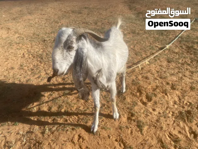 زوز جديان للبيع
