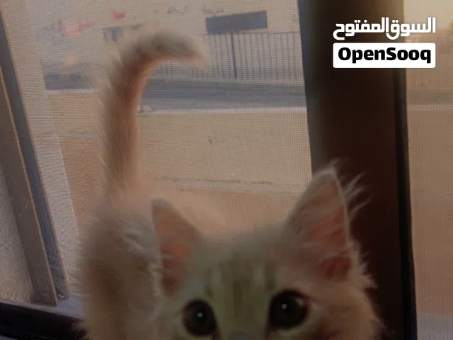 قطة للتبني بعمان