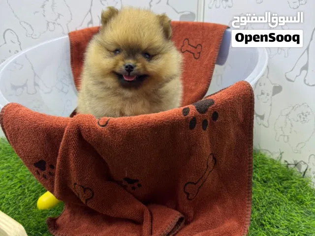بومنيريون تدي بير