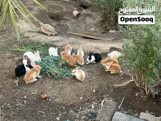 ارانب اناث