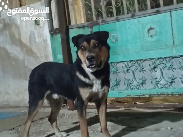 كلب روت للبيع او للبدل