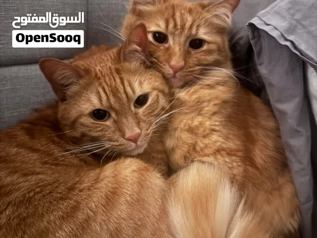 Ginger cats for free adoption