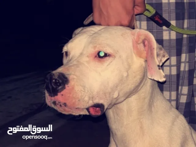 نثية دوقو ارجنتينو للبيع